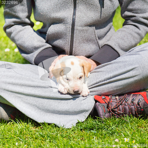 Image of Mixed-breed cute little puppy in lap.