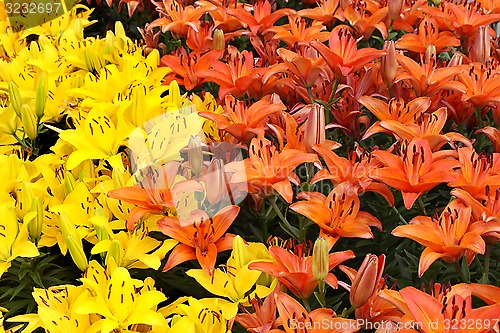 Image of Natural background with colorful lilies
