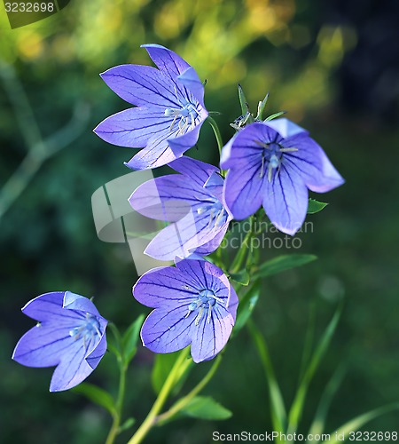 Image of Balloon flowers