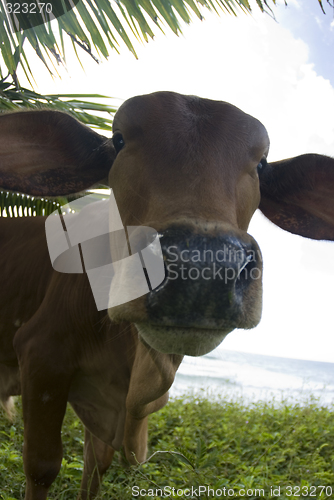 Image of caribbean cow