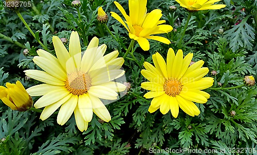 Image of Bright yellow flowers