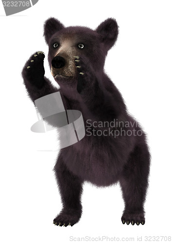 Image of Black Bear Cub