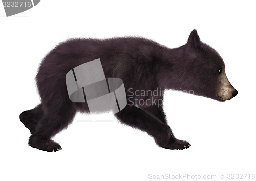 Image of Black Bear Cub