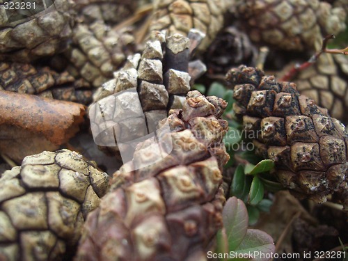 Image of Pine cones