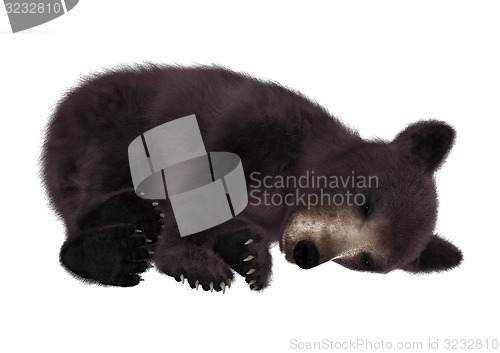 Image of Black Bear Cub