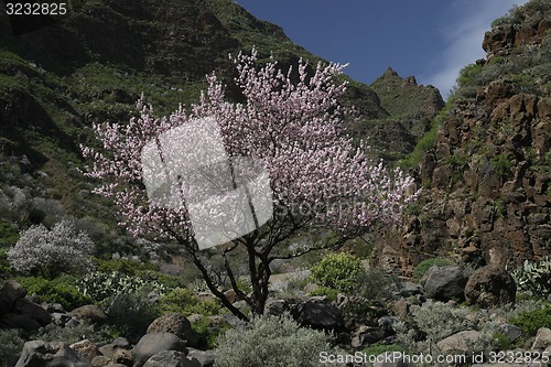 Image of EUROPE SPIAN GRAN CANARY 