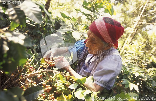 Image of LATIN AMERICA KOFFEE