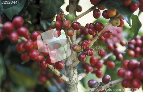 Image of LATIN AMERICA KOFFEE