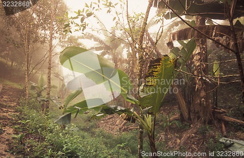 Image of LATIN AMERICA HONDURAS COPAN