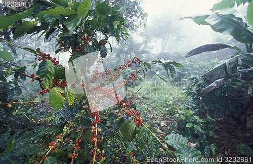 Image of LATIN AMERICA HONDURAS COPAN