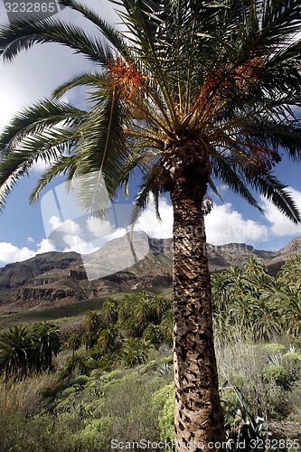 Image of EUROPE SPIAN GRAN CANARY 