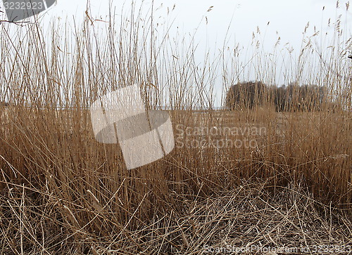 Image of Dry reeds in the wind 