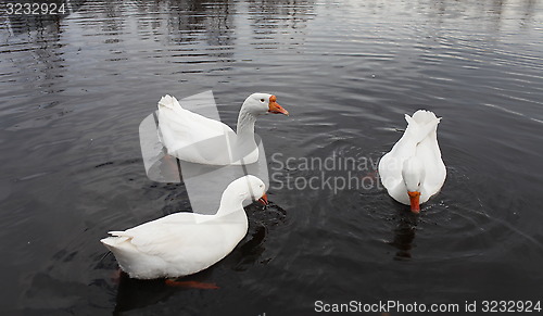 Image of domestic geese