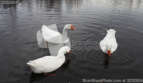 Image of domestic geese