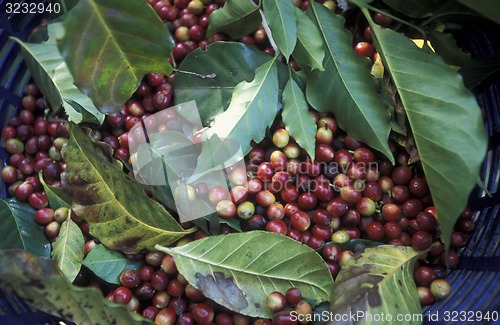 Image of LATIN AMERICA KOFFEE