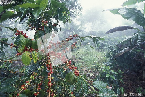 Image of LATIN AMERICA HONDURAS COPAN