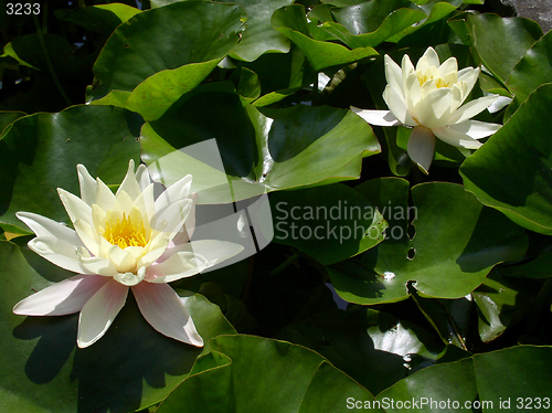 Image of waterlily