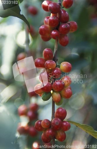 Image of LATIN AMERICA KOFFEE