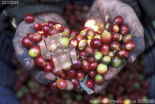 Image of LATIN AMERICA GUATEMALA KOFFE