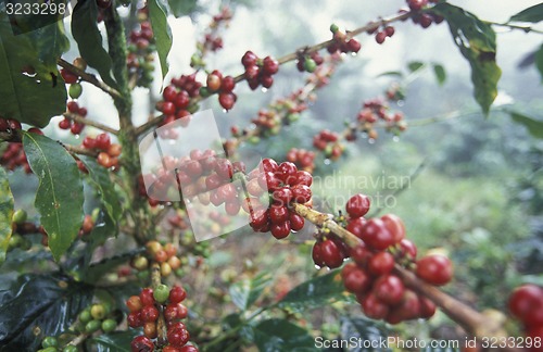 Image of LATIN AMERICA HONDURAS COPAN