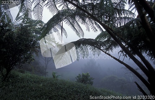 Image of LATIN AMERICA HONDURAS COPAN