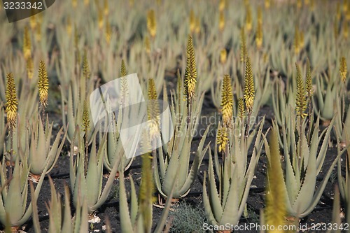 Image of EUROPE CANARY ISLANDS FUERTEVENTURA