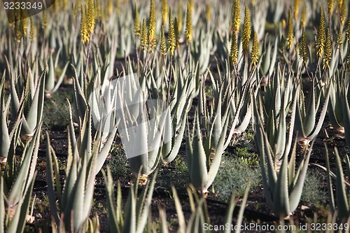 Image of EUROPE CANARY ISLANDS FUERTEVENTURA