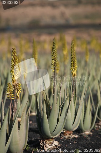 Image of EUROPE CANARY ISLANDS FUERTEVENTURA