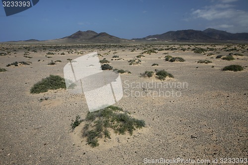 Image of EUROPE CANARY ISLANDS FUERTEVENTURA