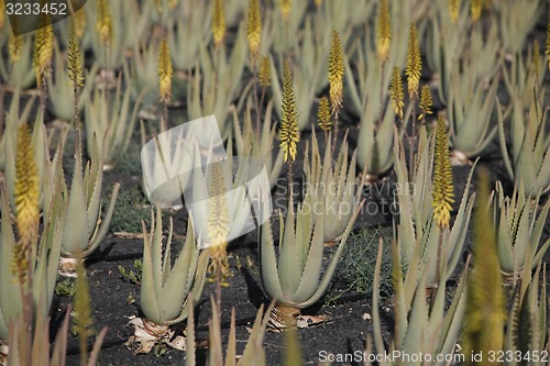 Image of EUROPE CANARY ISLANDS FUERTEVENTURA