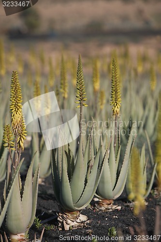 Image of EUROPE CANARY ISLANDS FUERTEVENTURA