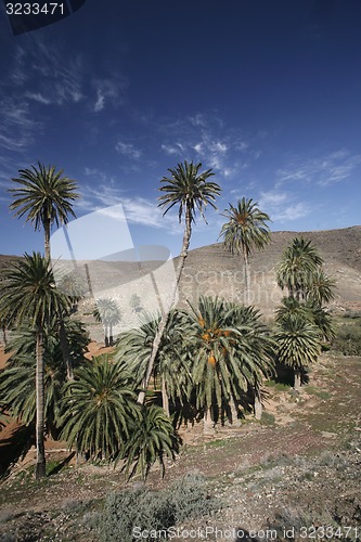 Image of EUROPE CANARY ISLANDS FUERTEVENTURA