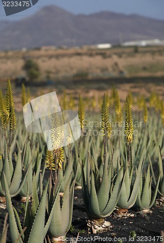 Image of EUROPE CANARY ISLANDS FUERTEVENTURA