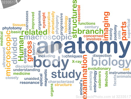 Image of anatomy wordcloud concept illustration