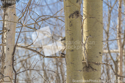 Image of In the woods