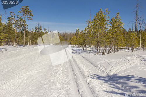 Image of In the woods