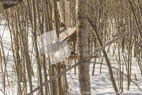 Image of Feeders for birds   