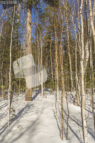 Image of In the woods