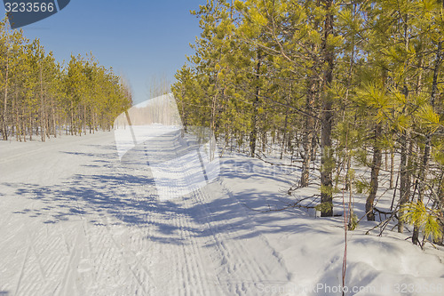 Image of In the woods