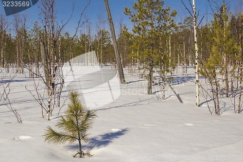 Image of In the woods