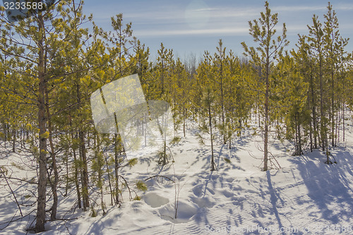 Image of In the woods