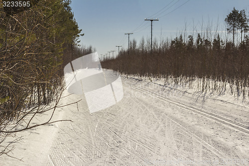 Image of In the woods
