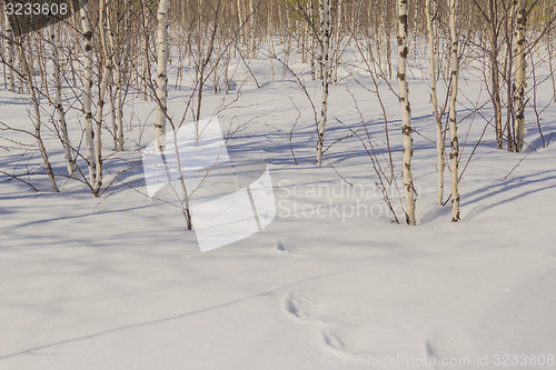 Image of In the woods