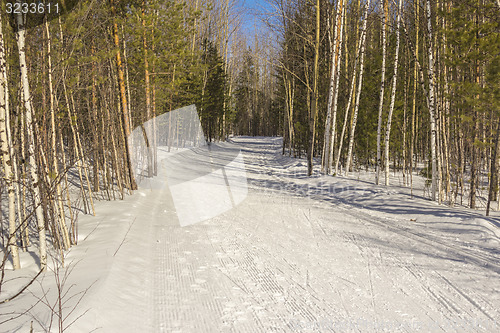 Image of In the woods