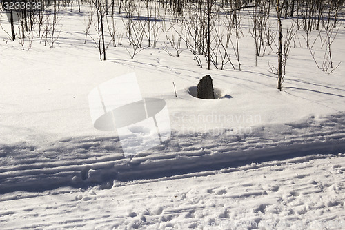 Image of In the woods