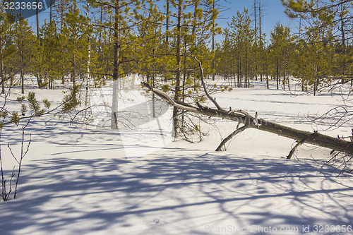 Image of In the woods