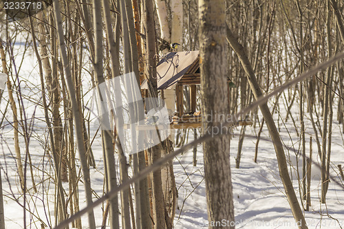 Image of Feeders for birds   