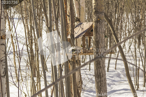 Image of Feeders for birds   