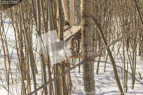 Image of Feeders for birds   