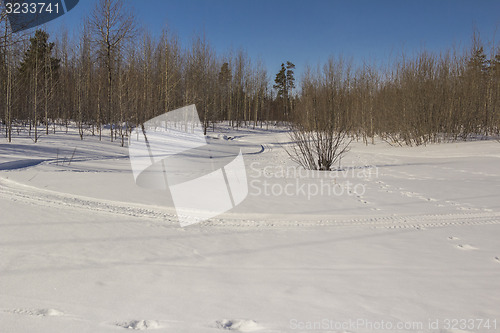 Image of In the woods